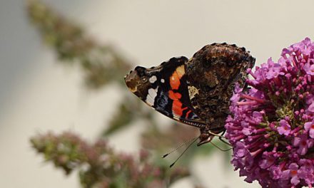 Papillons