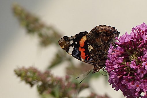 Papillons